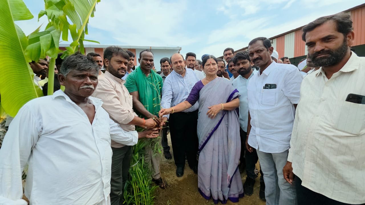 dwnarsampet2.jpeg